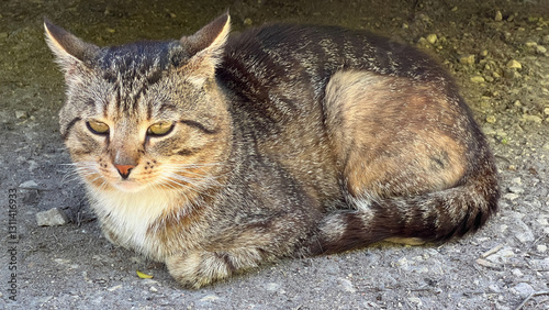 A kind street cat sits and basks in the sun, a close-up of a cat's face, pets in nature