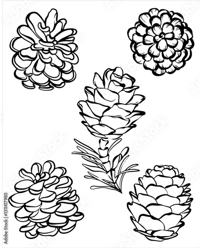 Pinecone whimsical vector illustration on isolated background. Line art fir cone naive drawing for logotype or contemporary design. Monochrome minimal contour drawing cone.