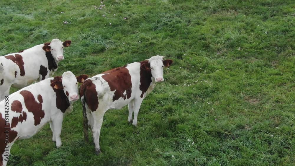 Cows standing in green pasture, peacefully grazing in rural farm, perfect for agriculture and livestock themes. Aerial close-up Cows standing in green pasture, peacefully grazing in rural farm, perfect for agriculture and livestock themes. Aerial close-up