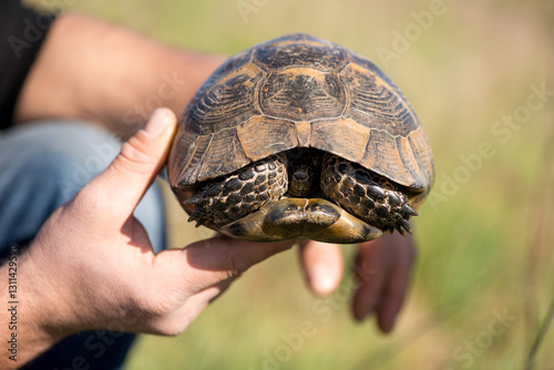 Tableau sur toile Greek spiky-backed turtle waking up from hibernation early in the spring