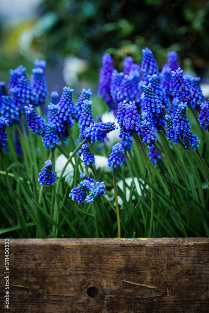 Obraz premium Bright blue muscari flowers planted in a wooden box. Vertical background