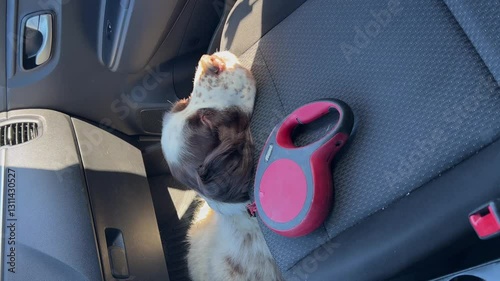 The dog of the English Springer Spaniel breed laid his head on the seat in the car, a sad look. A trip to the veterinary clinic