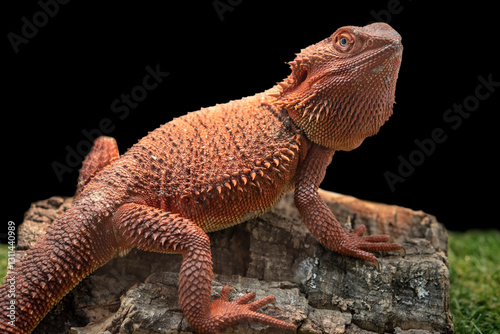 Central bearded dragon (Pogona vitticeps), is a species of agamid lizard. It is increasingly popular as an exotic pet. photo