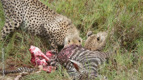 Cheetah eating zebra live animal prey wildlife feeding Tanzania safari
