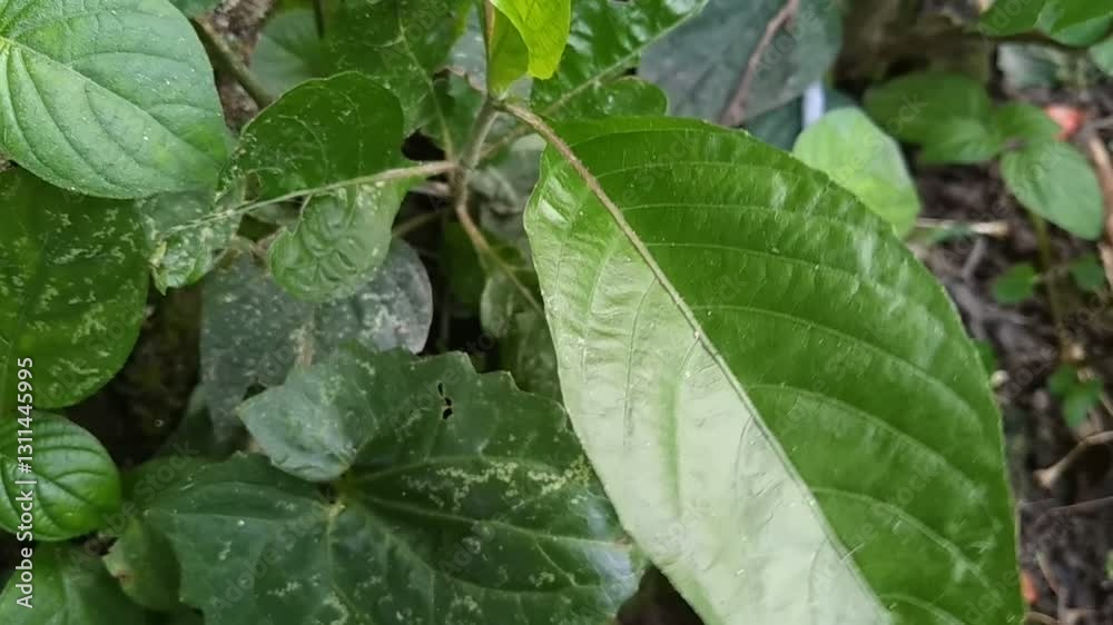 Video of the leaf swing showing that it has started to break in some parts.