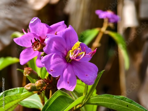 Melastoma flower with blurred background photo