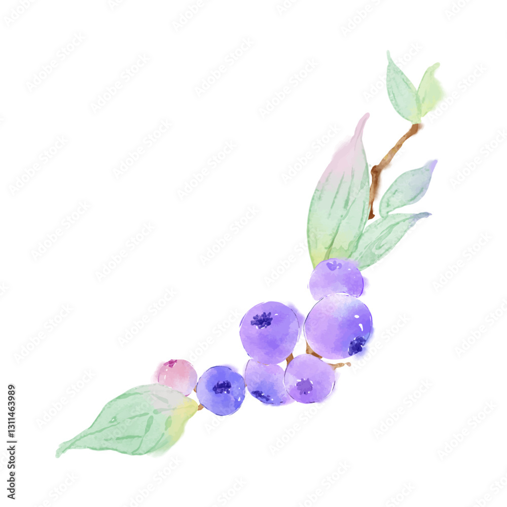 Fototapeta premium Watercolor Plants Blueberries