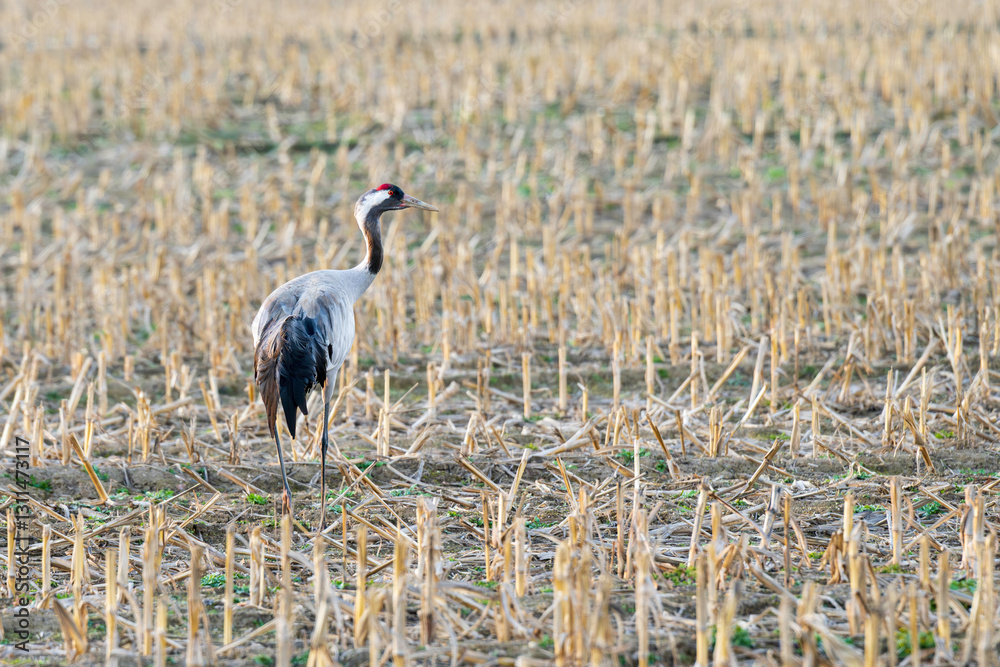 Ein Kranich am Ende des Winters auf einem Feld
