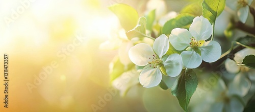 Blooming white apple tree flowers with green leaves illuminated by soft sunlight in a serene garden setting during spring season.