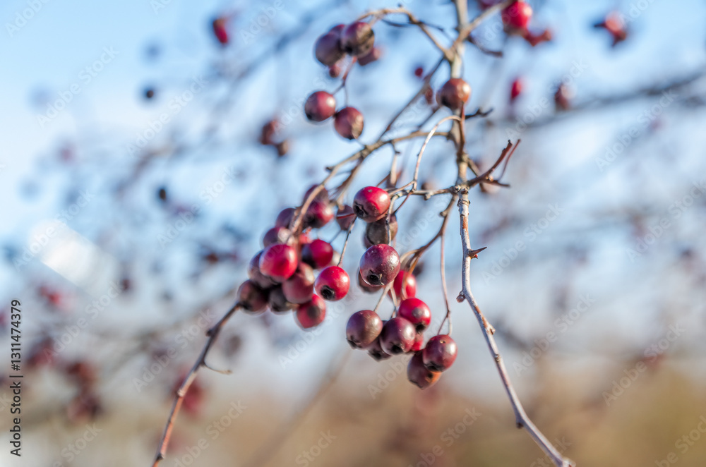 Bright red berries hang on thorny branches in the sunlight. Close-up shot, soft golden light, detailed textures, sharp focus, rural setting, calm mood, natural contrast, simplicity, survival in nature Bright red berries hang on thorny branches in the sunlight. Close-up shot, soft golden light, detailed textures, sharp focus, rural setting, calm mood, natural contrast, simplicity, survival in nature