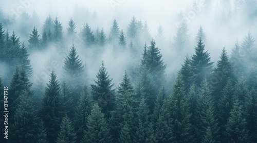 Misty Blue Green Coniferous Forest Landscape Aerial View