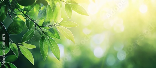 Soft green tropical leaves with sunlight filtering through, creating a calm atmosphere and natural bokeh effect in a summer setting.