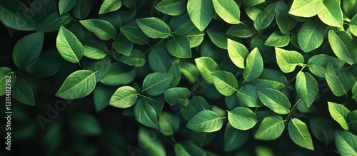 Lush green leaves densely layered on a dark background creating a vibrant natural backdrop with varying shades of green and texture.