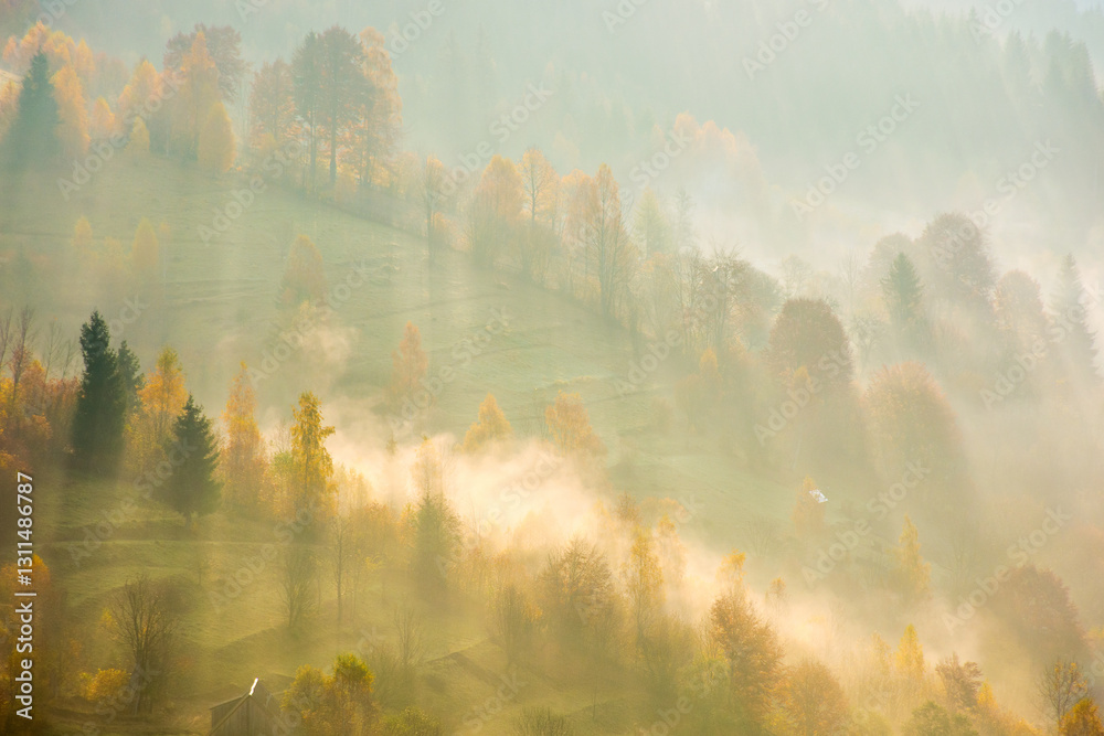 forest in fog on hillside at sunrise. scenic carpathian mountain landscape in morning light. beautiful nature background in autumn weather. beautiful view. countryside in fall season