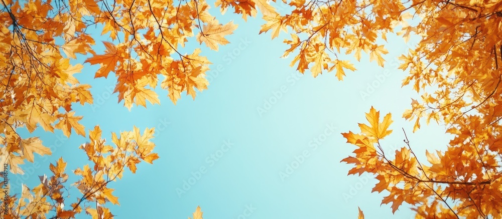 Autumn maple tree crowns in vibrant orange hues framed against a soft blue sky creating a serene nature backdrop with copyspace. Autumn maple tree crowns in vibrant orange hues framed against a soft blue sky creating a serene nature backdrop with copyspace.
