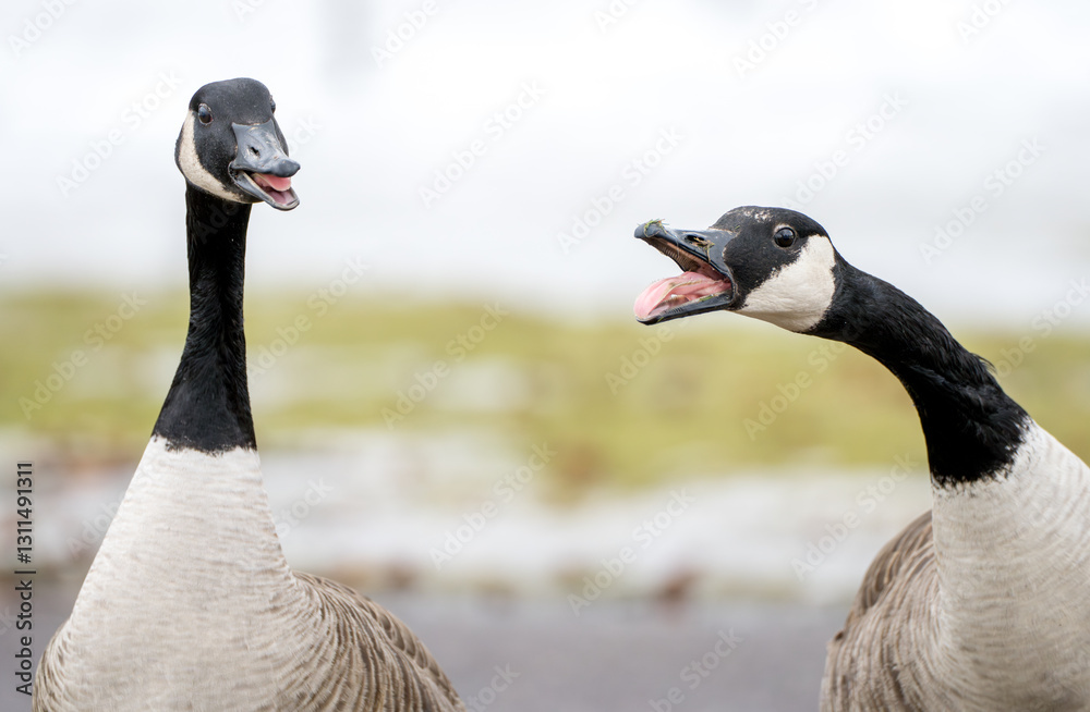 Fototapeta premium A close up of two canada goose with one yelling at the other. 
