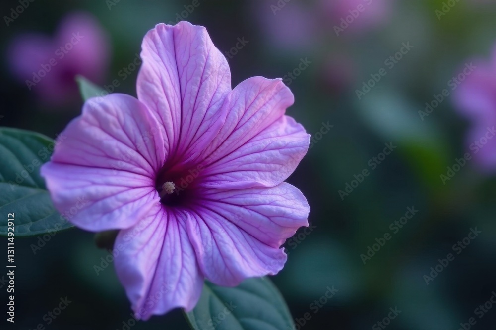 Delicate purple flower, veined petals, smooth leaves, stock photo, leaves Delicate purple flower, veined petals, smooth leaves, stock photo, leaves
