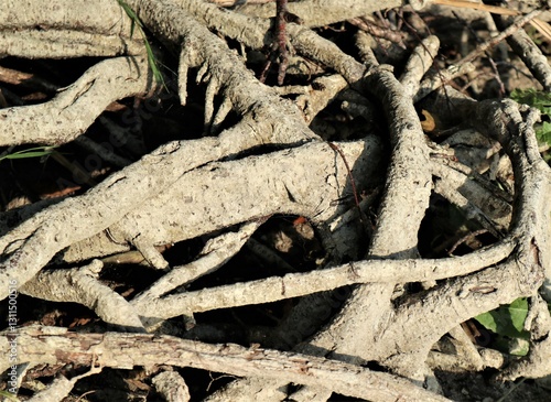 The roots of the tree, which are intertwined, are beige.