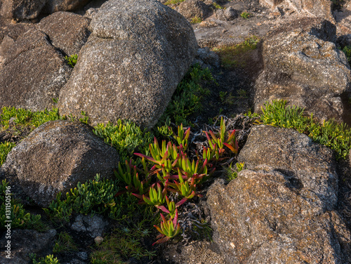 undersized shrub delosperma growing against a cliff view from the top