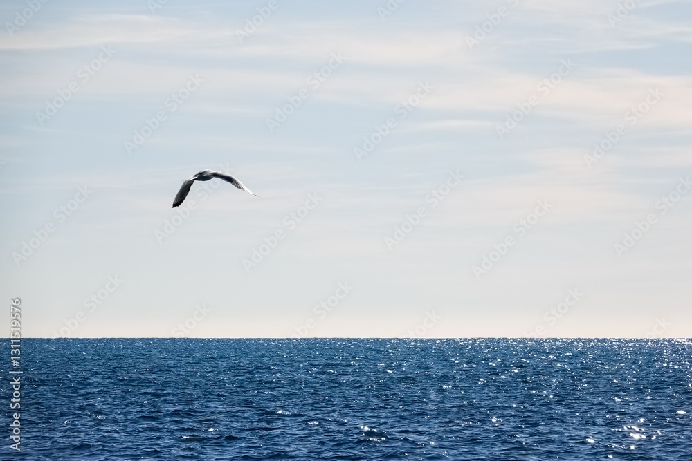 Fototapeta premium Vue sur la mer et un goéland en vol, avec tons vifs