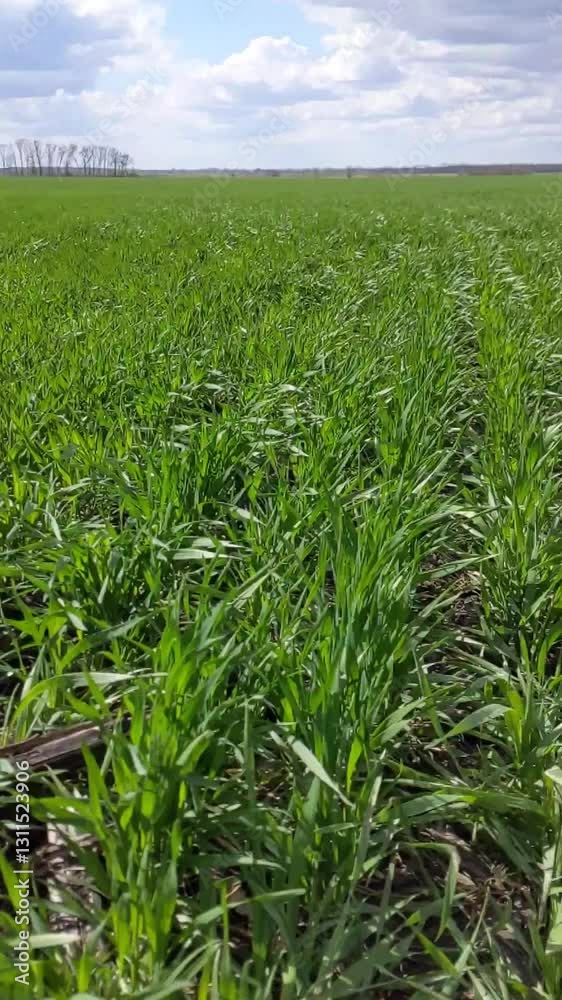 Winter millet in spring. Under often cloudy and windy skies, spring awakens plants in the open fields. Wheat, having overwintered well, resumes its growth and vegetation Winter millet in spring. Under often cloudy and windy skies, spring awakens plants in the open fields. Wheat, having overwintered well, resumes its growth and vegetation