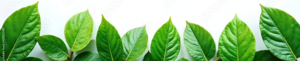 Fototapeta premium Collection of realistic green leaves, clean white backdrop , nature, green, design