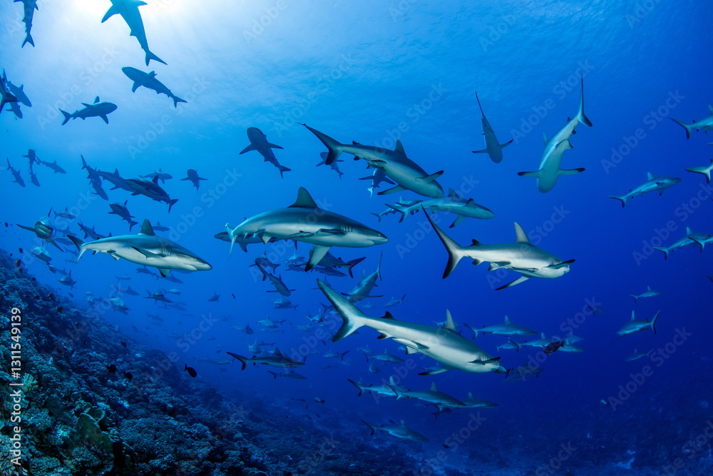 Obraz premium Grey Reef Sharks Fakarava South Pass