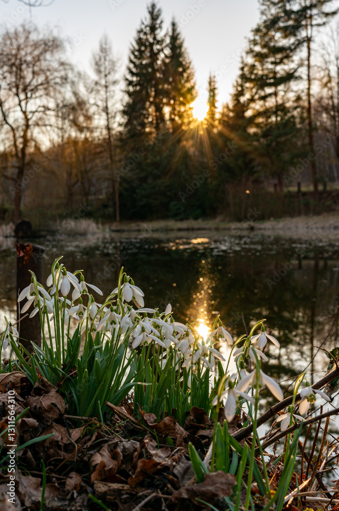 Snowdrops on a pond at sunset with sun star in spring beautiful landscape vertical