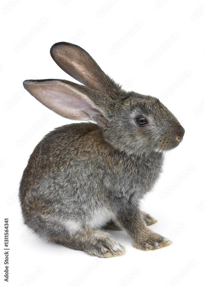 Fototapeta premium gray rabbit