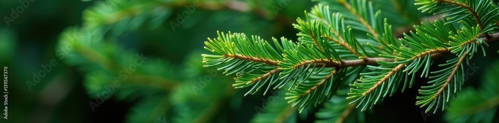 Naklejka premium Twisted juniper branches in closeup natural texture, branch texture, coniferous, shrub foliage