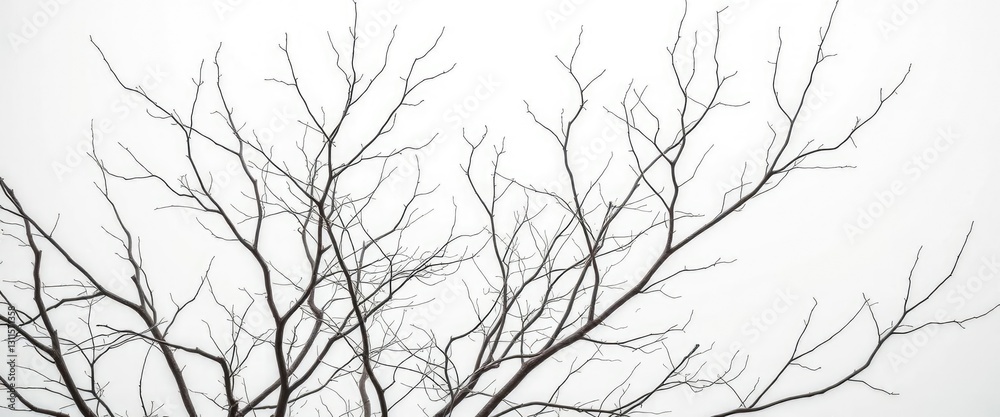 Bare branches, intricate network, stark white backdrop, branch, autumn Bare branches, intricate network, stark white backdrop, branch, autumn