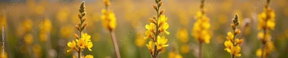 Dried Verbascum densiflorum flower stems on field, wildflower, naturephotography Dried Verbascum densiflorum flower stems on field, wildflower, naturephotography