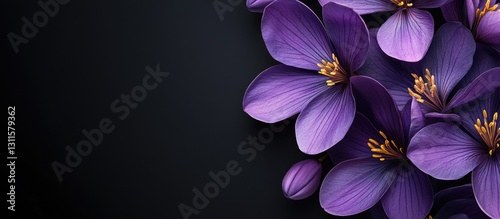 Fototapeta Naklejka Na Ścianę i Meble -  Vibrant purple flowers with golden stamens positioned in the bottom left corner against a smooth black background featuring ample negative space