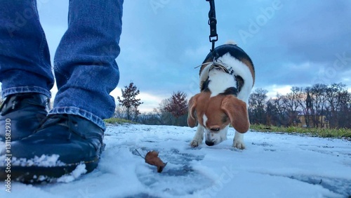 Dog on a leash during a walk with his master. Walking with a dog on a snowy path. Dog sniffs snow