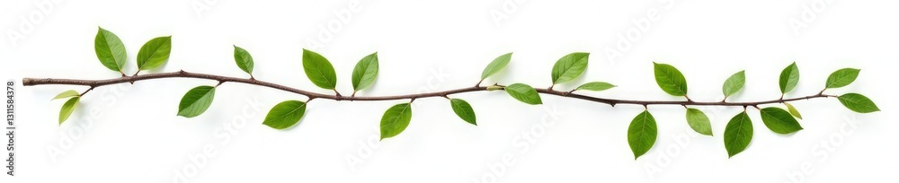 Naklejka premium Long, thin isolated branches with leaves on white, isolation, branches