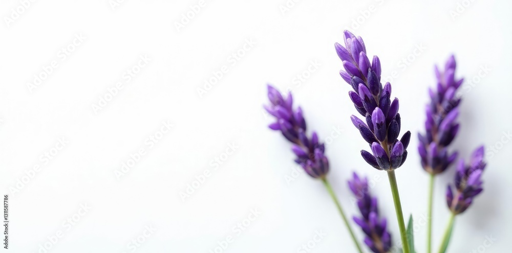 Obraz premium Pure lavender sprig against a bright white canvas, flowers, lavender, isolated