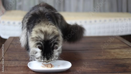 A fluffy Persian cat with a gray and black coat eating from a small white plate on a wooden table.