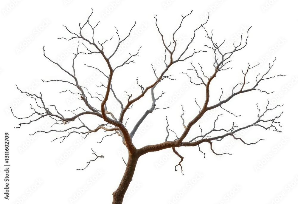Bare, gnarled branches isolated against pure white backdrop, fall, branch Bare, gnarled branches isolated against pure white backdrop, fall, branch