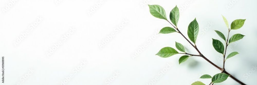 Fototapeta premium Delicate branches with thin leaves on a white background, nature, organic