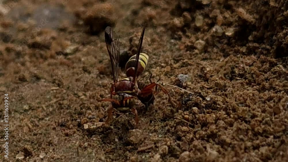 close up macro wasp trying to carry its prey to its nest, black wasp hunts the grasshopper and carries it to its nest
close up macro wasp trying to carry its prey to its nest, black wasp hunts the grasshopper and carries it to its nest