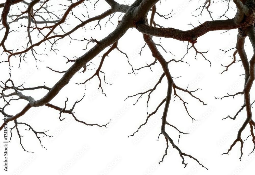 Isolated tree branches against pure white backdrop, showcasing intricate textures and natural forms, rustic, limb Isolated tree branches against pure white backdrop, showcasing intricate textures and natural forms, rustic, limb