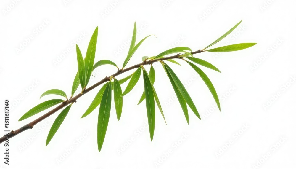 Long and thin willow branch isolated against plain white, white background, single stem Long and thin willow branch isolated against plain white, white background, single stem