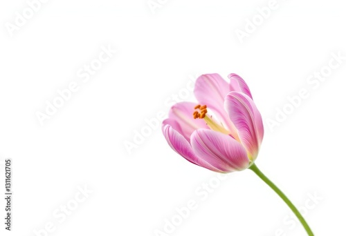 Single wilting flower, isolated on pure white background, copy space, botanical
