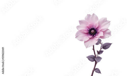 Delicate Pink Flower with Transparent Background