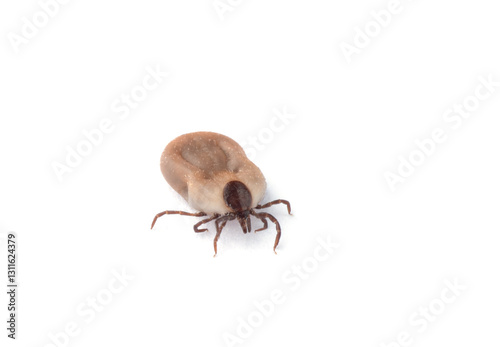 Tick isolated on white background