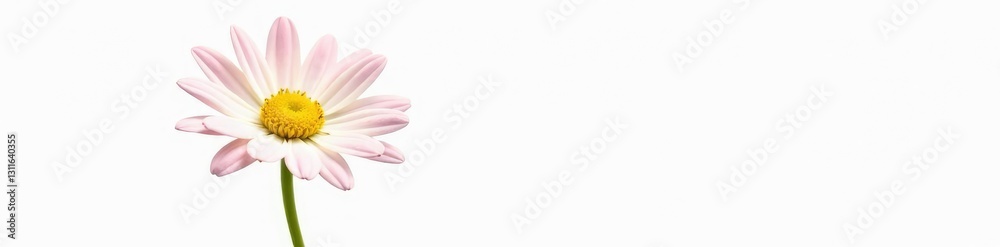 Delicate chrysanthemum flower isolated on white background, delicate, white, stem