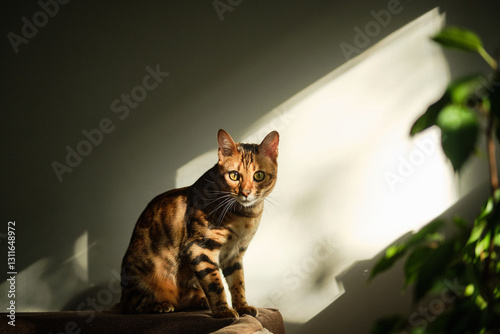 Fotografia Bengal cat sitting against a wall illuminated by sunlight
