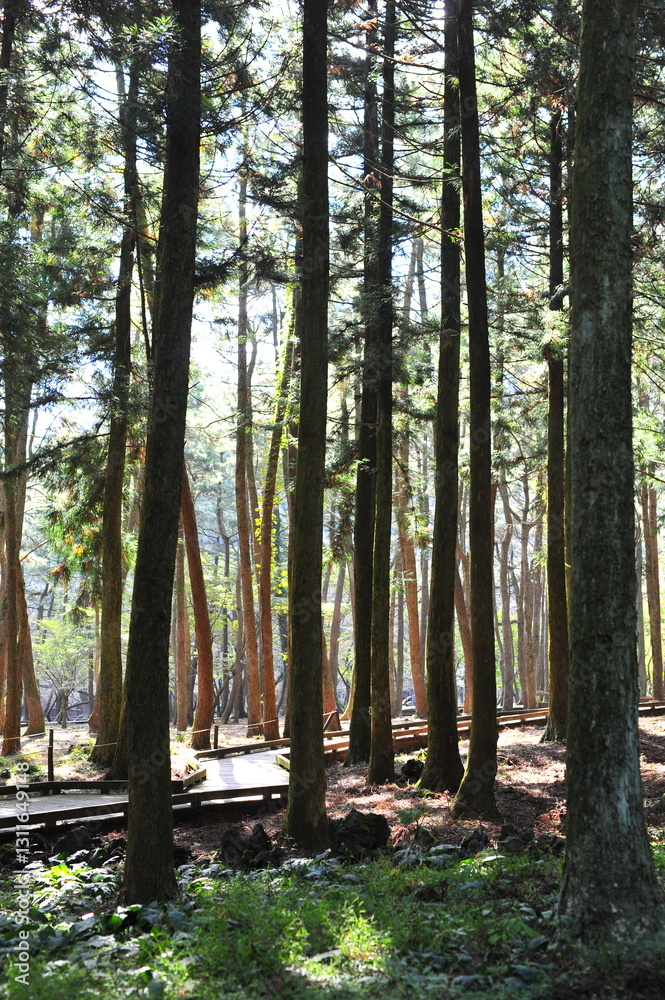 Obraz premium path in the forest