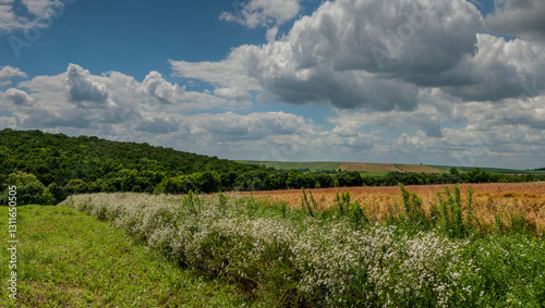 cereal field with yellow ears of corn framed by wild daisies around, beautifu...