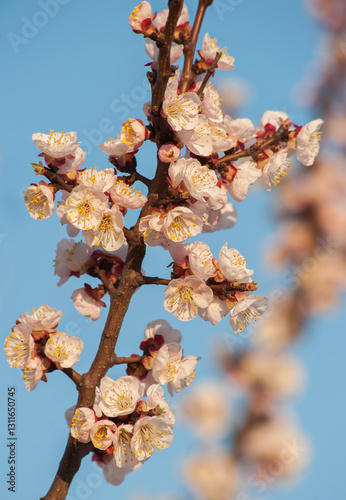 beautiful branch of spring cherry blossom